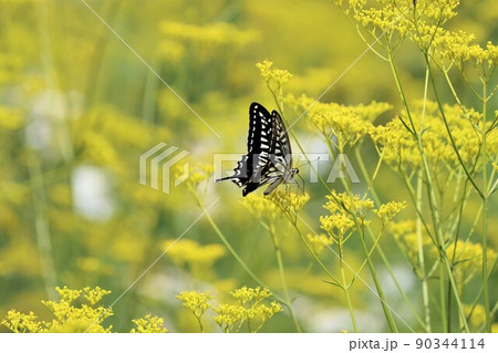 蜜を吸いに来た大型のアゲハチョウ 90344114