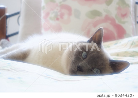 ベッドの上で横たわるシャム系猫 90344207