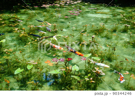 モネの池(名もなき池) モネの池(名もなき池) 90344246