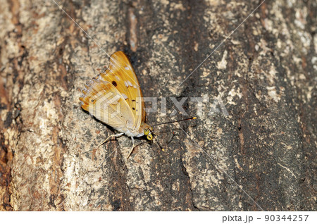 コムラサキ 90344257