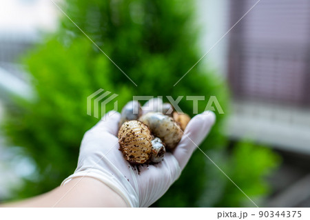 カブトムシの飼育 昆虫 カブトムシの飼育 昆虫 90344375