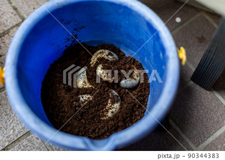 カブトムシの飼育　昆虫　マット交換 90344383