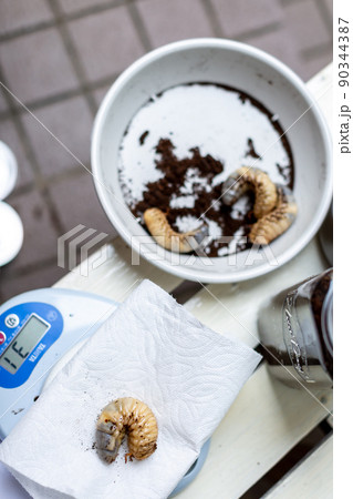 カブトムシの飼育　昆虫　マット交換 90344387