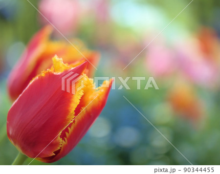 4月に咲いた赤いチューリップの花 90344455