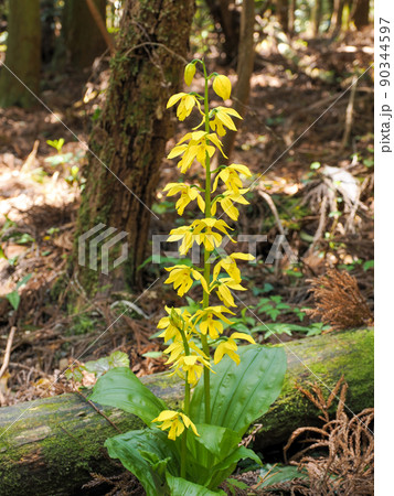 自生するキエビネ 自生するキエビネ 90344597