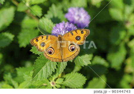 タテハモドキ 90344743