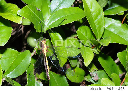 ツノトンボ（メス） 90344863