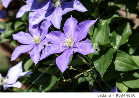 クレマチスの花【ラヌギノーサ系の青紫色の 藤娘】 90344950