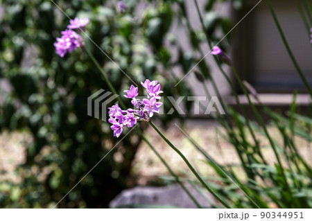 すらりとした立ち姿がきれいなツルバギアの花 すらりとした立ち姿がきれいなツルバギアの花 90344951