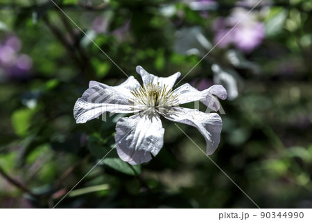 クレマチスの花 白い色のフルディン の写真素材