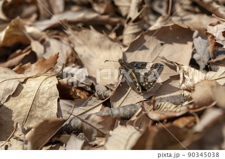 ミヤマセセリ 90345038