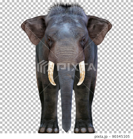 インドゾウ☆Indian Elephant 90345105