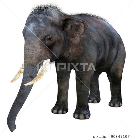 インドゾウ Indian Elephantのイラスト素材