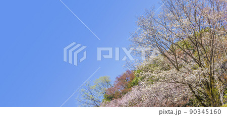 春 多摩森林科学園 桜 爽やか 森林総合研究所 春 サクラ保存林 高尾 春 多摩森林科学園 桜 爽やか 森林総合研究所 春 サクラ保存林 高尾 90345160