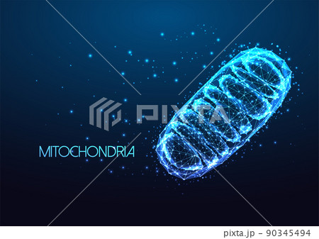 Futuristic mitochondria eukaryotic organelle in glowing low polygonal style isolated on dark blue 90345494
