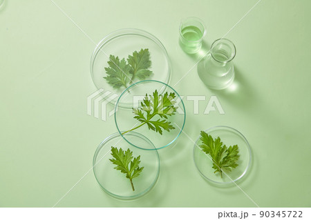 Mugwort decorated in petri dish in green background for experiment advertising 90345722
