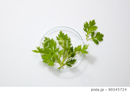 Mugwort decorated in petri dish in white background for experiment advertising Mugwort decorated in petri dish in white background for experiment advertising 90345724