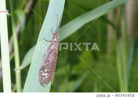 ヤマトクロスジヘビトンボ ヤマトクロスジヘビトンボ 90345958