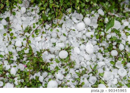 草の間に積もった雹 草の間に積もった雹 90345965