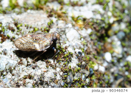 カタビロクサビウンカ カタビロクサビウンカ 90346074