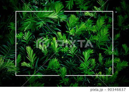 Greenery in the park, background with leaves Greenery in the park, background with leaves 90346637