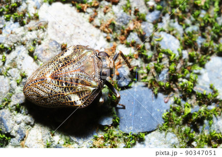 カタビロクサビウンカ 90347051