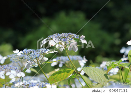 菖蒲と紫陽花と新緑 菖蒲と紫陽花と新緑 90347151