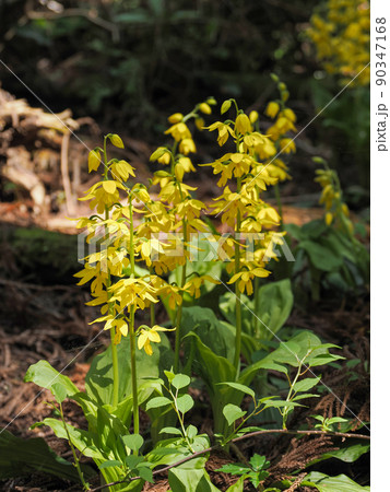 自生するキエビネ 自生するキエビネ 90347168
