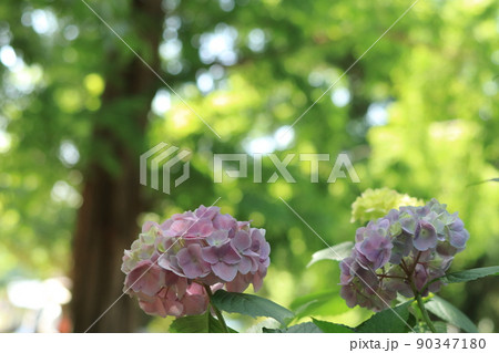 菖蒲と紫陽花と新緑 菖蒲と紫陽花と新緑 90347180