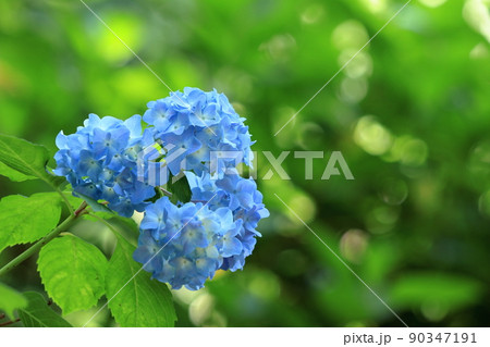 菖蒲と紫陽花と新緑 90347191