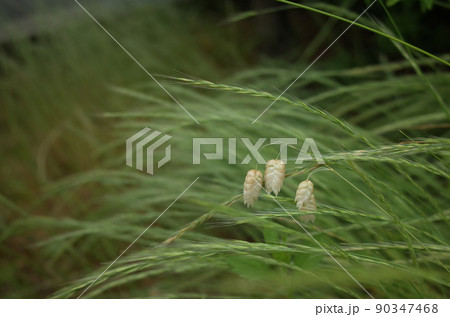 ナギナタガヤとぽつんと可愛い小判草 90347468