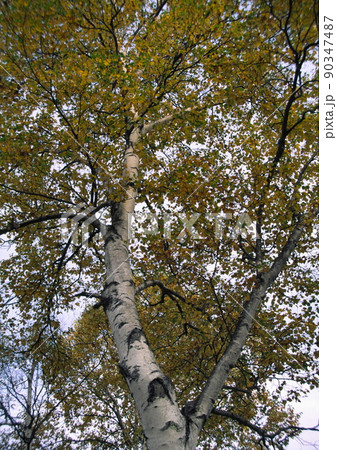 高原の白樺秋彩 90347487