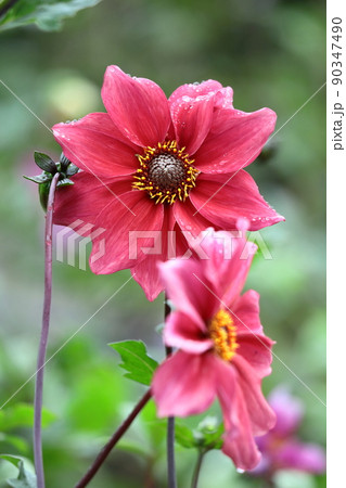 色鮮やかな大輪 90347490