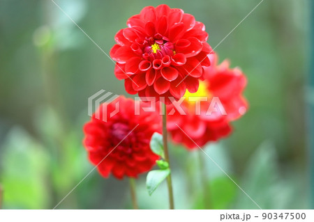 色鮮やかな大輪 色鮮やかな大輪 90347500