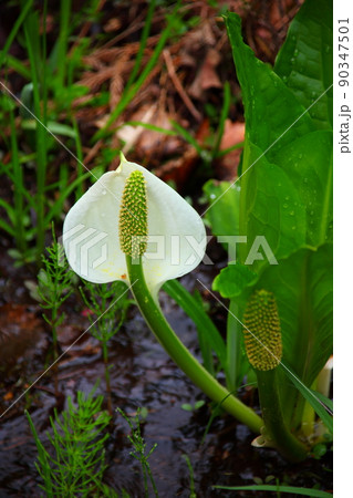湿原に咲く水芭蕉 90347501