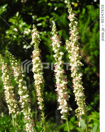 ヨーロッパ、北アフリカ等原産の帰化植物「シロバナモウズイカ」の花 90347656