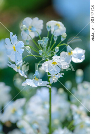 春めいてきた花壇 春めいてきた花壇 90347716