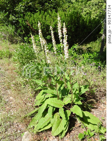 ヨーロッパ、北アフリカ等原産の帰化植物「シロバナモウズイカ」 90347734