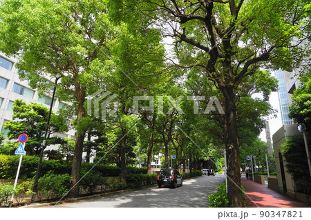 6月　港区1868国際新赤坂ビル･東館と西館の間の街路樹 90347821