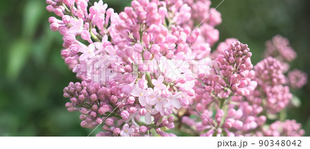 Bright natural background for your projects from pink lilac flowers against the background of green trees Bright natural background for your projects from pink lilac flowers against the background of green trees 90348042