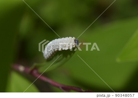 ヒゲナガクロハバチ　幼虫　アマドコロ 90348057