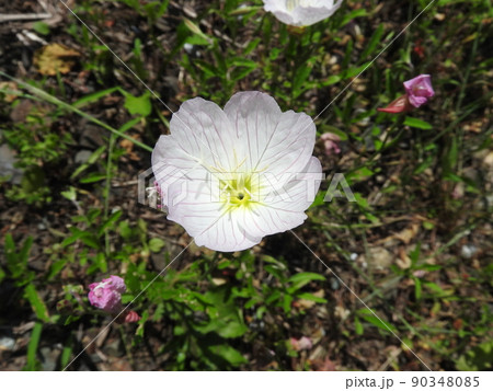アカバナ科の多年草「ヒルザキツキミソウ」 アカバナ科の多年草「ヒルザキツキミソウ」 90348085