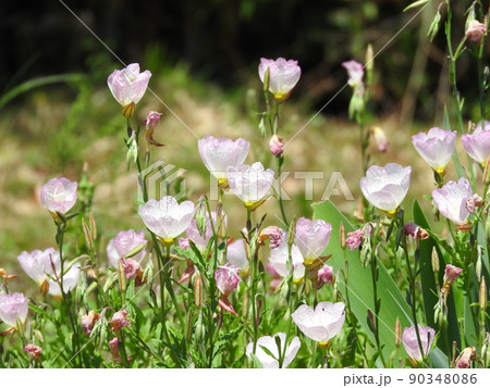 アカバナ科の多年草「ヒルザキツキミソウ」 アカバナ科の多年草「ヒルザキツキミソウ」 90348086