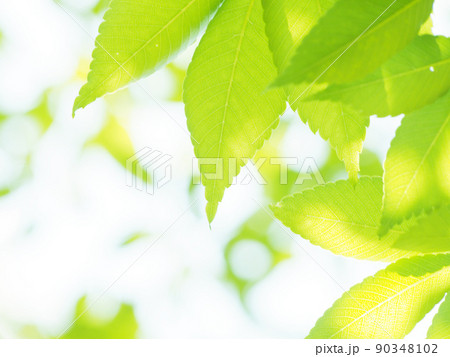 爽やかな新緑の季節 爽やかな新緑の季節 90348102