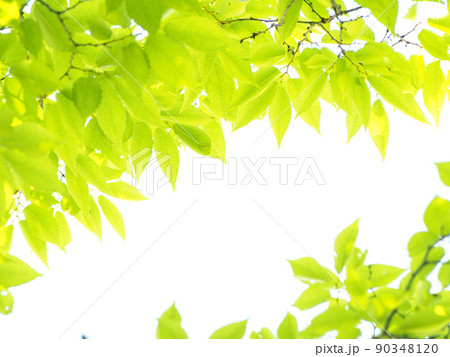 爽やかな新緑の季節 爽やかな新緑の季節 90348120