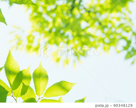 爽やかな新緑の季節 90348129