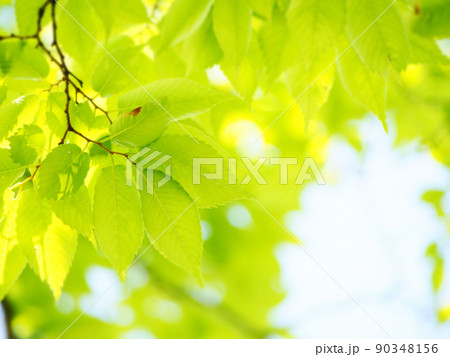 爽やかな新緑の季節 爽やかな新緑の季節 90348156