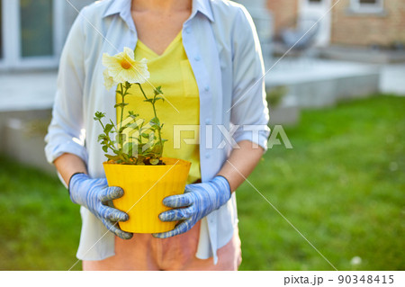 Woman hold in hands a pot of petunia surfinia flowers. 90348415