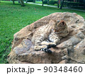 Pet lies on stone and enjoys, cat disguised as rock 90348460