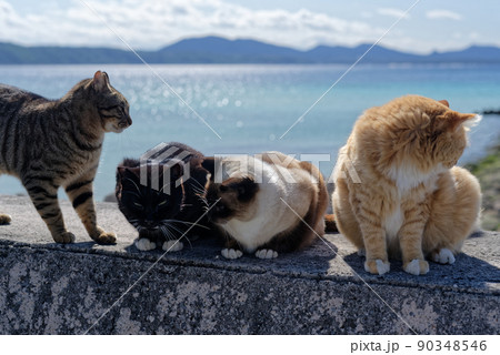 沖縄の海辺のノラ猫たち 90348546